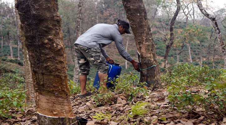 বাগান থেকে রাবার সংগ্রহ